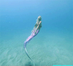 submissivefeminist:  forgottenfool:  I know someone who is going to lose their shit over this…  You only say that because you know I’m secretly a mermaid.
