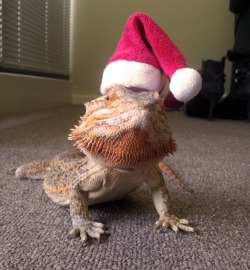 catsbeaversandducks:  Meet Pringle: The Little Lizard with a Big Personality Photos by ©Super Pringle (You can follow Pringle on Tumblr)   How many tots does he own. So cute.