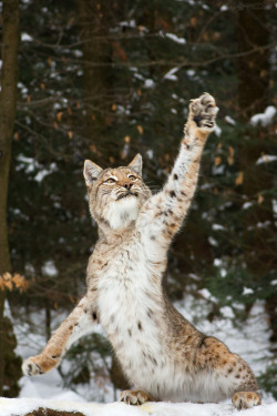 bigcatkingdom:  Come on, do the lynx dance (by Cloudtail)