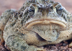 rhamphotheca:toadschooled:You can thank Brad Wilson on Flickr for these stunning portraits of a Great Plains toad, Anaxyrus cognatus, photographed in Colorado National Forest.Whoa, that is one sexy Bufonid!