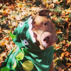 outpaws:  Happy #halloween everyone! - Bellamy #photooftheday #pittbull #adoptable #apbt #petsofinstagram #pets #cute #love #dogs #dogsofinstagram #costume #denver #pumkin #halloweencostume #trickortreat (at Town of Parker, Colorado)