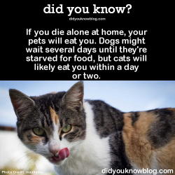 did-you-kno:  If you die alone at home, your pets will eat you. Dogs might wait several days until they’re starved for food, but cats will likely eat you within a day or two.   Source