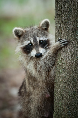 sendinglovelettersintooblivion:  aesthecia:  Raccoon (by Justin Lo Photography)  AWWWWWWWWWWWWWWWW LOOKIT ITS SAD WEE FACE! I JUST WANT TO SNUGGLE IT AND MAKE IT FEEL BETTER AUGH