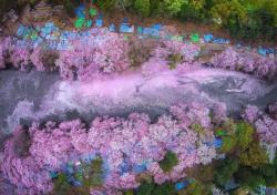 mymodernmet:  Fallen Cherry Blossom Petals Fill a Lake in Japan for Naturally Beautiful Scenes From Above 