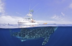  awkwardsituationist:photos by shawn heinrichs at mexico’s isla mujeres, site of the world’s largest aggregation of whale sharks. measuring up to fifty feet long (compare to the thirty foot boat seen here), whale sharks are extremely docile creatures.