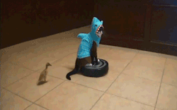 jakemalik:      cat_wearing_shark_costume_rides_roomba_while_duck_takes_a dump.gif  I believe this gif is the reason the internet came into being.  