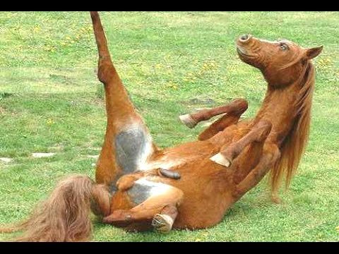 Horse animal funny