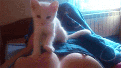 pvnkghost:  revorednu:  laceepaperflowers:  Cats are essentially tiny, furry, sassy lesbians.  Boobs yaaas  two great things here: boobs and a cat 