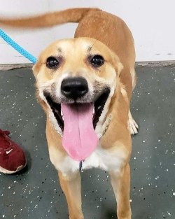 shelterpetproject:  Who’s happy? It takes just one look at his wagging tail (whole body, really!) to know it’s Sterling, a one-year-old friendly boy at  AHS Newark.  He is full of playful puppy energy and would excel in an active household. Sterling