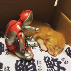 daikaiju-danielle:  chroniclernox:  catsbeaversandducks:  When Ultraman isn’t fighting bad guys, he’s also got a softer side, willing to stand guard over some of the littlest, furriest ones on the planet and protect them as they grow up. Photos by 紙魚丸 -