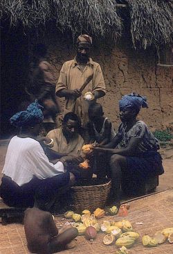 alaayemore:  Yoruba farmer, with his family members, removing seeds from cocoa pods Adamo village, Nigeria. (1959).