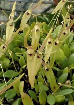 orchid-a-day:  Barbosella cogniauxianaSyn.: Restrepia cogniauxiana; Pleurothallis spegazziniana; Restrepia porschii; Barbosella porschii; Barbosella handroi; Barbosella riograndensisSeptember 15, 2018 