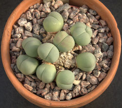 oldbonesanddust:flowisaconstruct:techieoliver:  epochalys:  tiny butt plant if u ever feelin sad, just remember there is a succulent species, gibbaeum heathii, that look like lil butts (source)  Sooooo  Of course it’s a succulent. What else could