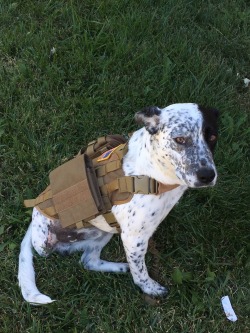 military-life:  My retired military work dog Oreo  Need one of those harness&rsquo;s for Freya