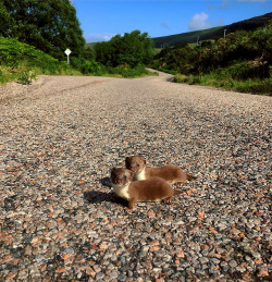 awwww-cute:Baby Stoats spotted on the road to Achiltibuie in the Scottish Highlands yesterday by the driver from Lochbroom Woodfuels Ltd. (Source: https://ift.tt/2I2QbLD)