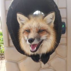 everythingfox:  This fox is having a good dayJax the Fox