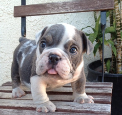 awwww-cute:  His tongue is too big for his little mouth 
