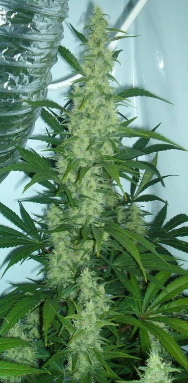 Male marijuana plant female flowers