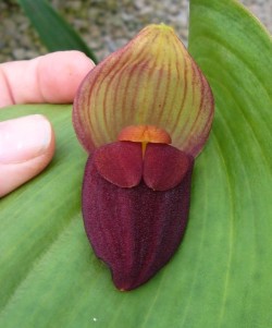 orchid-a-day:  Pleurothallis gargantuaSyn.: Acronia gargantua; Zosterophyllanthos gargantuaMarch 17, 2018 