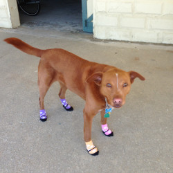 awwww-cute: My friend’s dog was having some skin allergy problems with her feet, so we fitted her with baby socks 