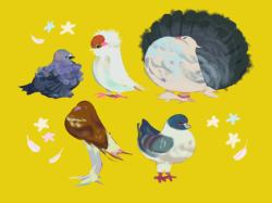 everydaylouie: FANCY PIGEONS