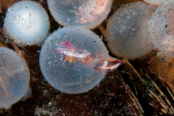 trynottodrown:  A baby Flamboyant Cuttlefish hatchling only a few seconds old, after it had hatched from its egg sac. (via) 