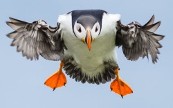 Cleared for landing (Atlantic Puffin)