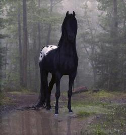 ursulavernon:  thefutureisbroken:  doctorcakeray:  clevercheshire:  corseque:  smw006:  This looks like the type of horse that will lure you onto his back and then carry you into a lake.  #fairy tales  So is this horse is planning to drown me? I no longer
