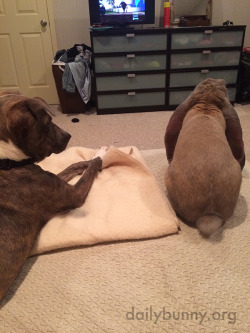 dailybunny:  Bunny Pretends to Not Notice the New Dog Thanks, Samantha and bunny Elmo! Samantha writes:  I recently rescued a dog and she is infatuated with Elmo, who is a little upset that he doesn’t have my full attention anymore. This picture is