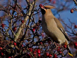 Ripe for the picking (Cedar Waxwing)