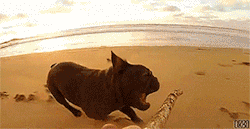 weirdsociology:  infinite pug loops   Infinite French bulldog loops though a pug would definitely do that as well ;)