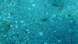 sizvideos:  Flounder fish has super camouflageVideo