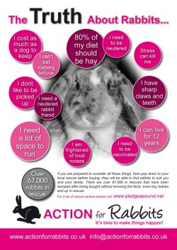 bunniesarethebest:Hey guys, I think this photo is so important. So many people think rabbits are just a fluffy animal for them to carry around like a teddy, and think they’re really cheap and easy to look after. Definitely some very important facts