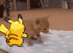 unusual42:  Poor kitty. I should of warned her to not touch pikachu’s puffins.