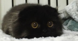 sixpenceee:  If you are a Studio Ghibli fan like me, than you’ll see how much Gimo, the black fluffy cat resembles a soot sprite or susuwatari. Too adorable!