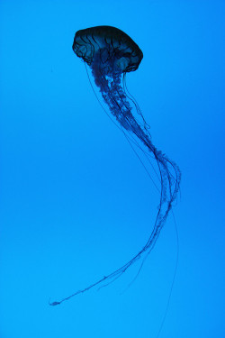 predati0n:  Jellyfish by Cyberskrimps on Flickr. 