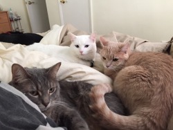 derpycats:  Melody (white), Leeloo (blonde), O'Malley (grey), Ruby (black)