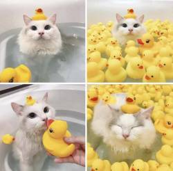 everythingfox:  Don’t ask about the ducks