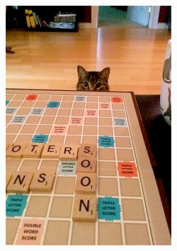 gingerbrownies:  NEVER play Scrabble with a cat :( 
