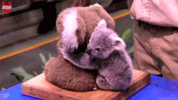 ka-hoo-na:  norbear20:   a koala hugging a stuffed koala.  that is all.    this is rlly important