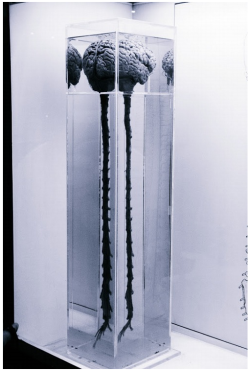 fuckpaul:  unexplained-events:  The Brain &amp; Spinal Cord   