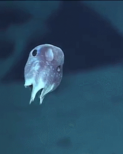 no-w0rriess:  pissedoffpineapple:  actualjackzimmermann:   This tiny octopus, whose body measured about five centimeters across, was spotted swimming along at a depth of 825 meters as we explored Whiting Seamount, off Puerto Rico. its little floPPY EARS