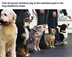 thefingerfuckingfemalefury:ayellowbirds:reyairia:tastefullyoffensive:  Amy the pig is ‘top dog’ in obedience class. [video] (photo via SeattleTimes)  Might have to do with the fact that pigs are smarter than dogs  look at her, she KNOWS it.   The