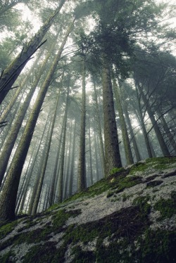 l0thl0rien:  0rient-express:  Into the Trees VI. | by Rui Luz.    ◊~Enter this Middle Earth~◊