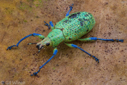 b33tl3b0y: look at the little scales on my glittery weevil son! they’re called “photonic crystals” and are each only a nanometer in size