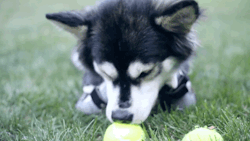 tattoo-and-a-smile:  luxeforlife:  sunflowerbabe1:  reaverthirteen:  gifsboom:  See how unique, custom 3D printed prosthetics allow Derby the dog to run for the first time. Video: Derby the dog, Running on 3D Printed Prosthetics  Right in the feels. 