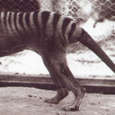 vimyvickers:&ldquo;All known Australian footage of live thylacines, shot in Hobart Zoo, Tasmania, in 1911, 1928, and 1933. 1911 footage by &quot;Mr. Williamson&rdquo;, 1933 footage by David Fleay. Authors of the 1928 footage are unknown.&ldquo; (x)