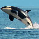freedomforwhales:  Common Myths About Whale and Dolphin Captivity