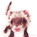 ferret-farm:  Cute little ferret is waking up   I love these cat snakes~ &lt;3