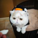 sweetfurr:  Halloween Tootsie Roll Kittens